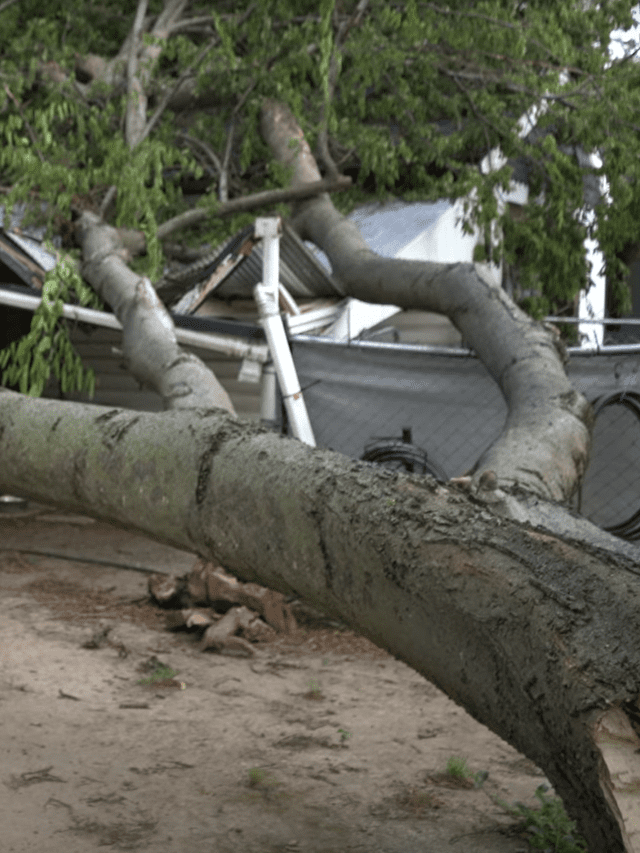 fallen tree on house