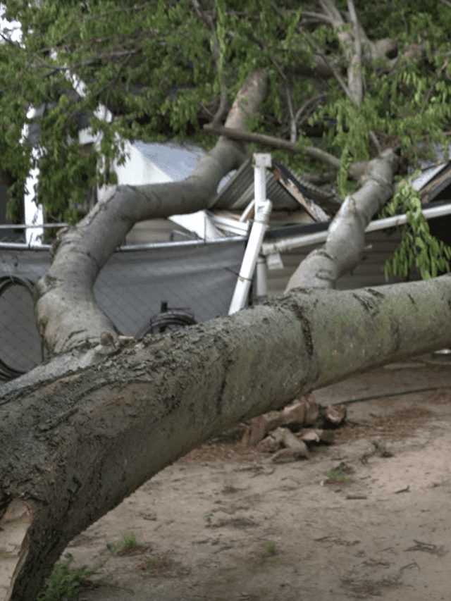 tree fallen on house