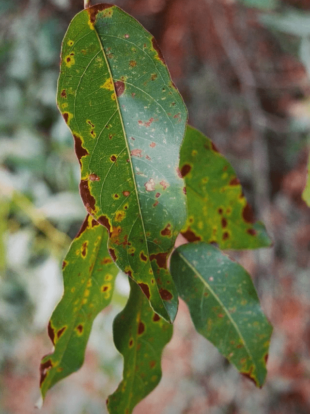 leafs with dying leaf tissue