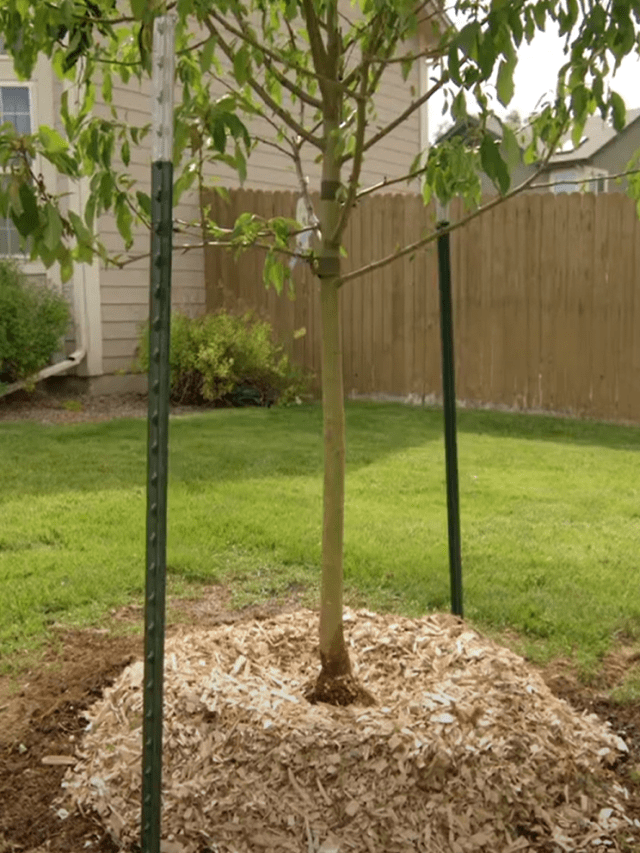 newly planted tree with wood chips