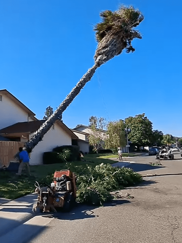 palm tree removal