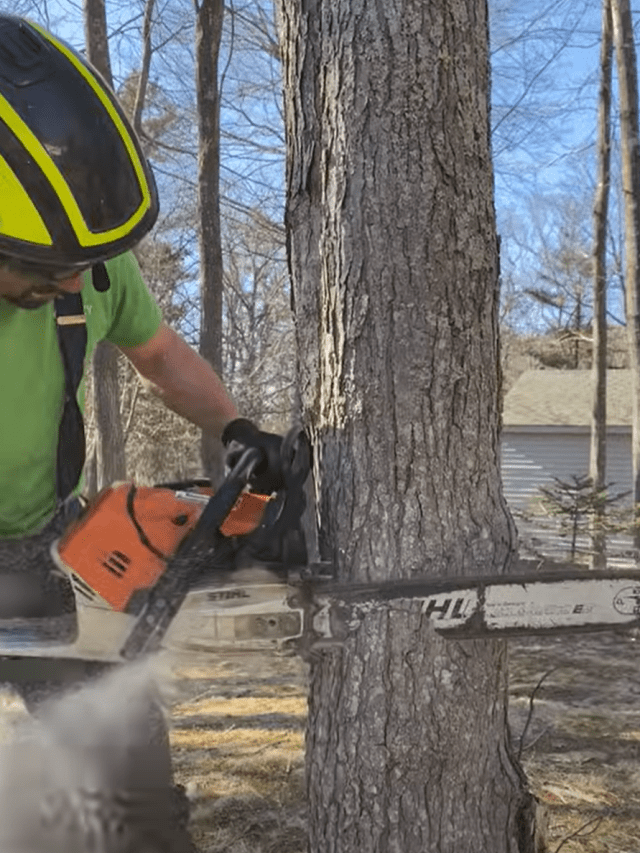 arborist cutting down a tree