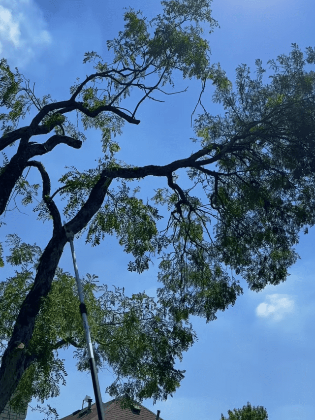 pole chainsaw tree trimming