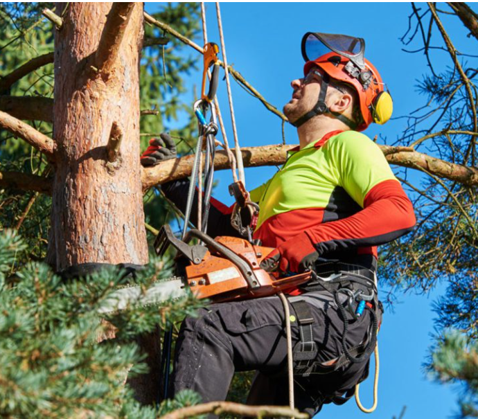 arborist climbing a tree