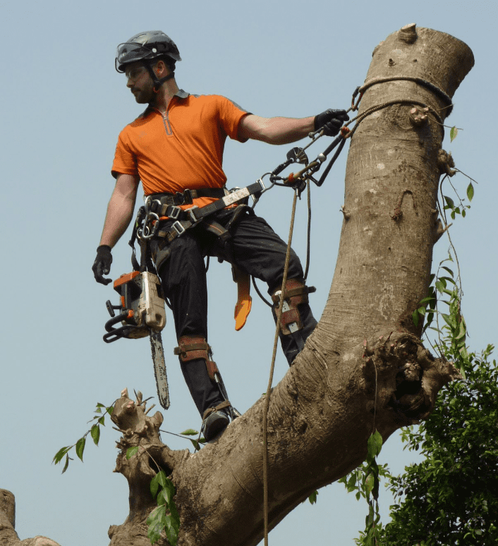 arborist in tree with rope and chainsaw