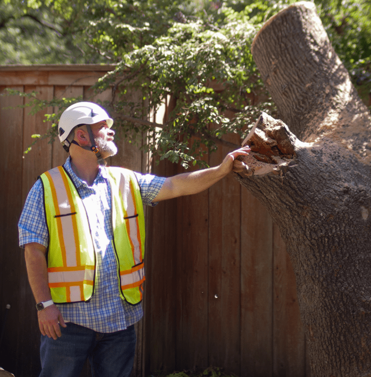 tree care expert inspecting a tree